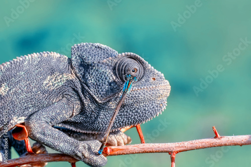 Beautiful green chameleon - Stock Image