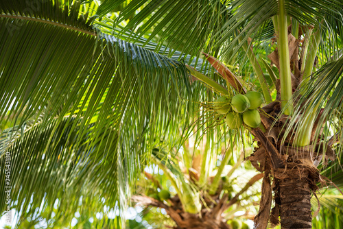 Green coconuts on a palm tree