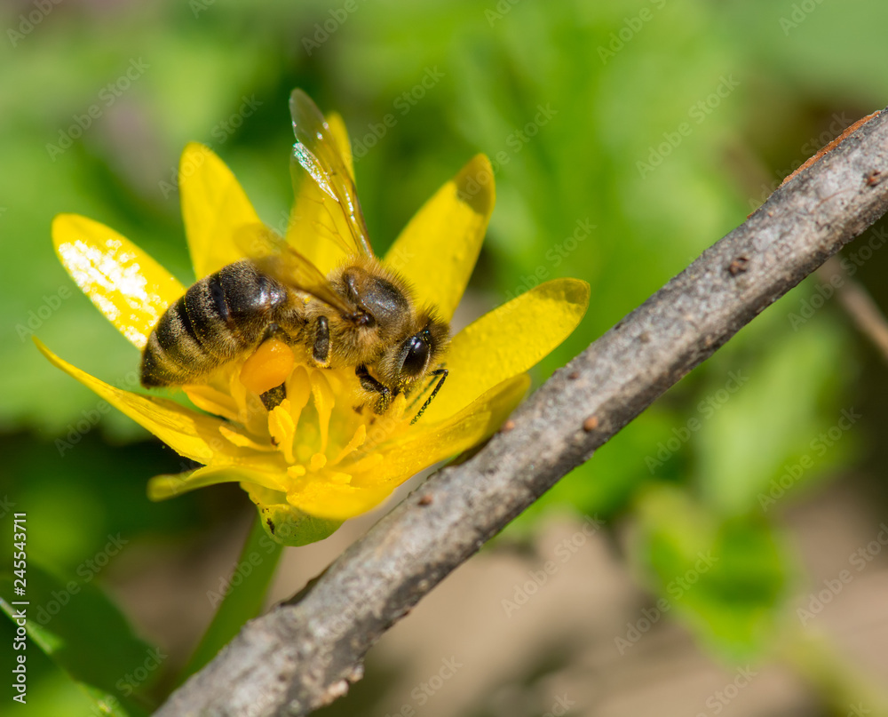 Honey bee collecting nectar in yellow flower and covered with pollen, has the legs covered with huge pollen deposits. Animal is sitting collecting in sunny summer sunflower. Honey bee collecting nectar in yellow flower and covered with pollen, has the legs covered with huge pollen deposits. Animal is sitting collecting in sunny summer sunflower.