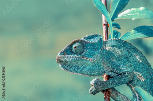Beautiful green chameleon - Stock Image photo