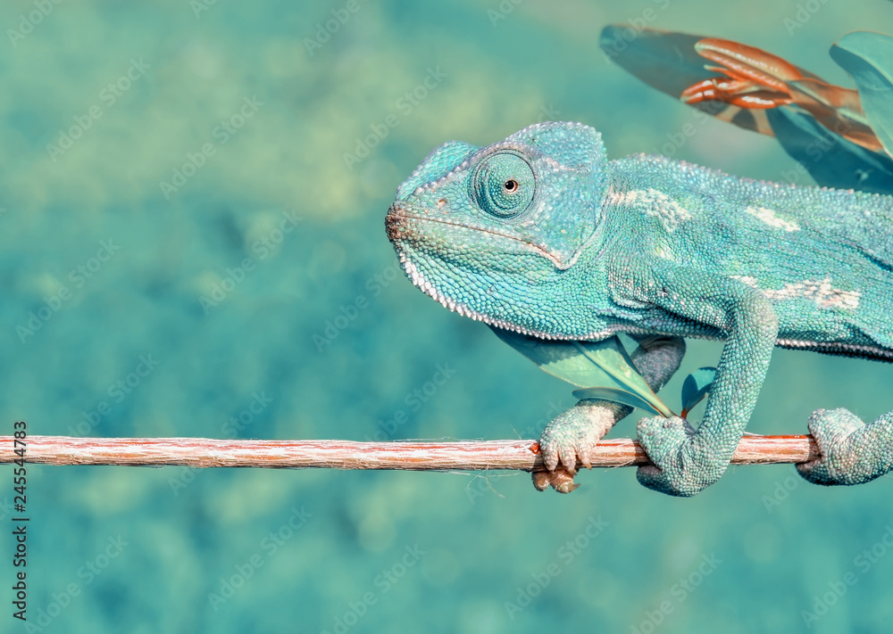 Fototapeta premium Beautiful green chameleon - Stock Image