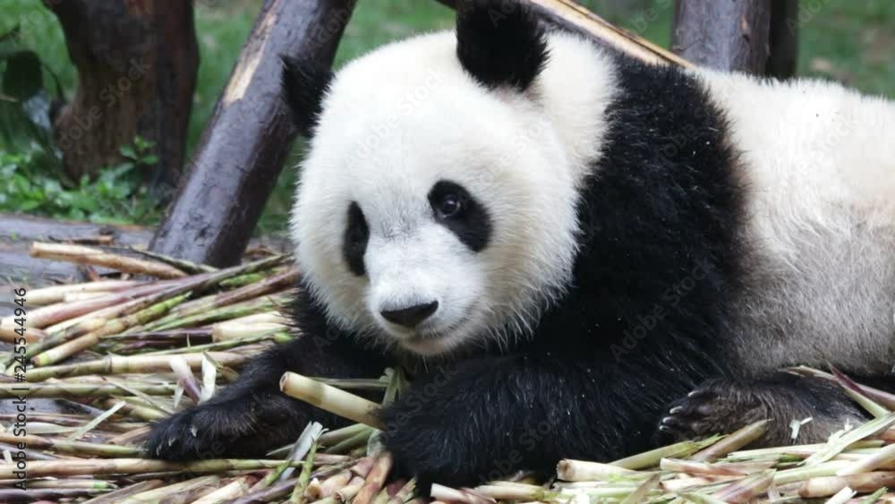 Close Up Panda Cub Eats Bamboo Shoot, Chengdu, China Close Up Panda Cub Eats Bamboo Shoot, Chengdu, China