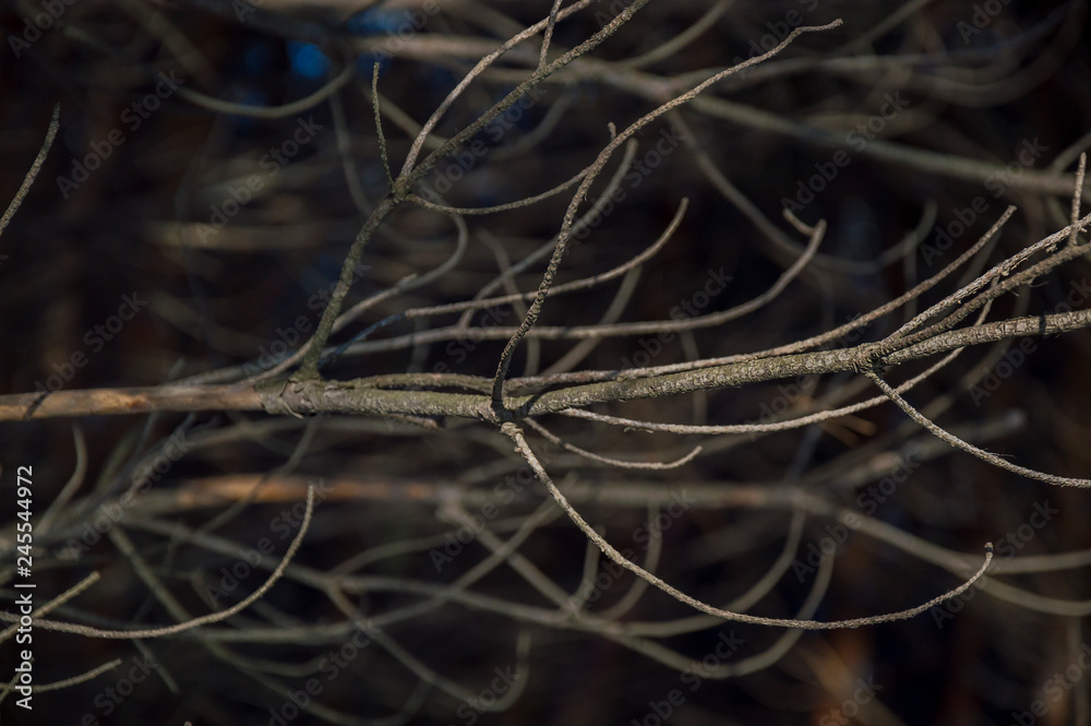 Branches of trees in a forest Branches of trees in a forest