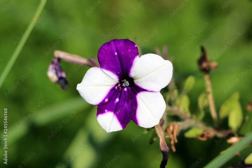Surfinia flowering plant with fully open blooming violet and white flower growing from single branch surrounded with withered and dried leaves in background on warm sunny day