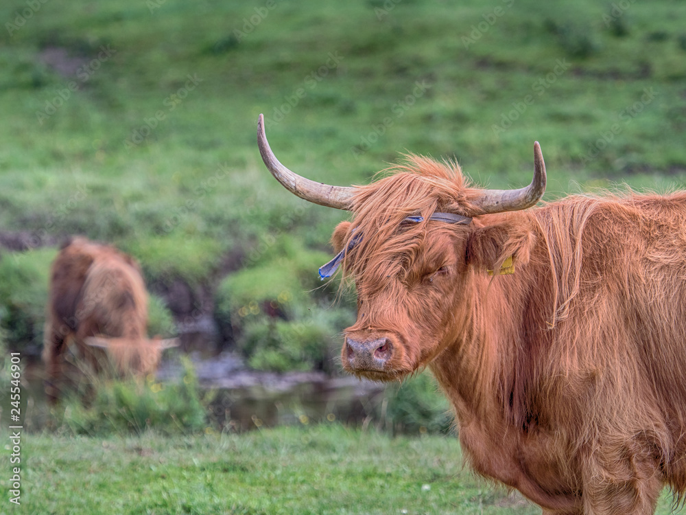 Highland cow