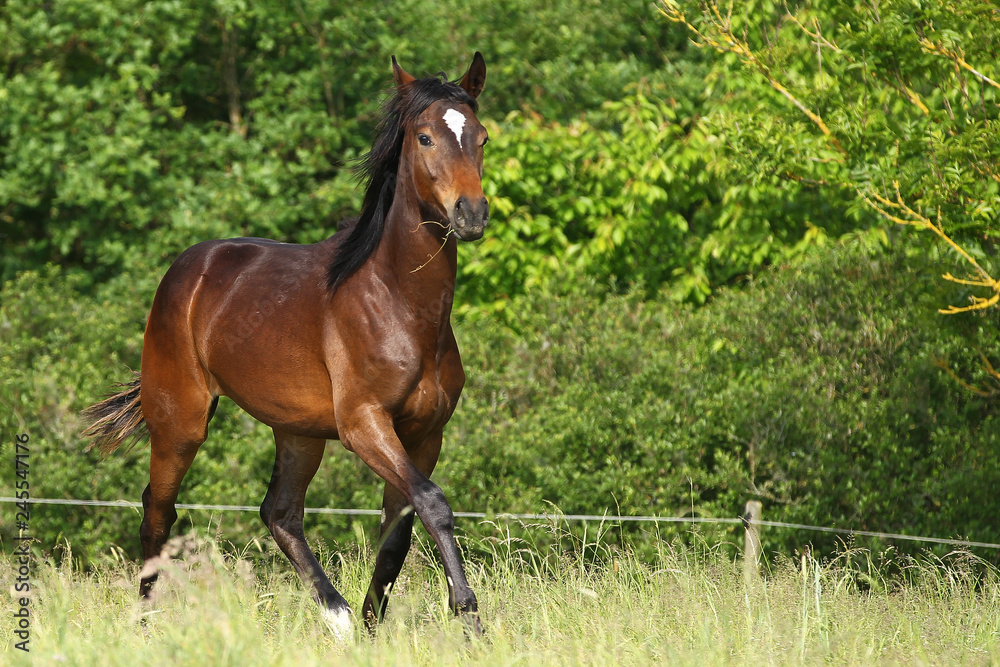 Horse young horse in the pasture on the move.. Horse young horse in the pasture on the move..