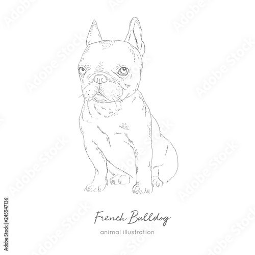 Vector illustration of French bulldog. Hand drawn ink realistic sketching. Perfect for logo branding t-shirt coloring book design.