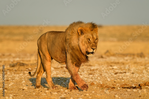 Wallpaper Mural Lion - Panthera leo, iconic animal from African savannas, Etosha national park, Namibia. Torontodigital.ca