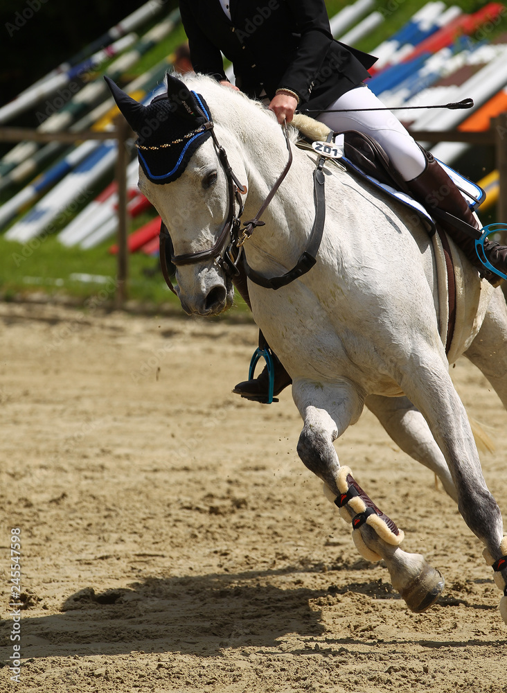 Horse, jumping horse in close-up on a tournament..