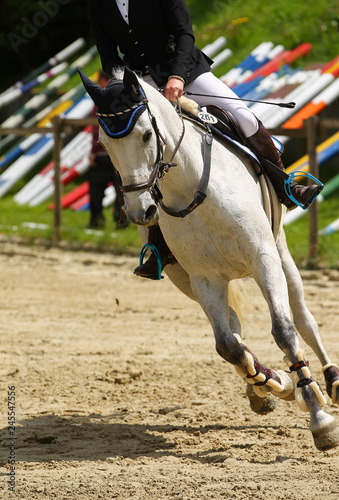 Horse, jumping horse in close-up on a tournament..