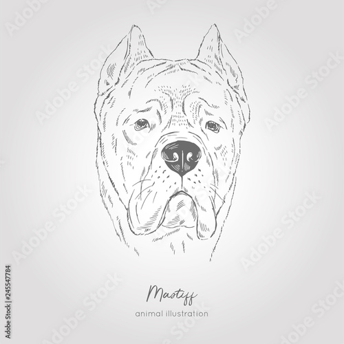 Vector portrait illustration of Bull Mastiff dog breed. Hand drawn ink realistic sketching. Perfect for logo branding t-shirt coloring book design.