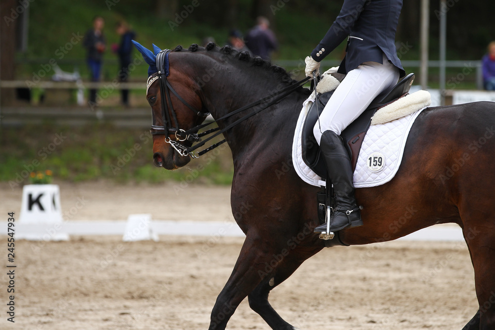 Horse dressage, taken in gait gallop close-up head.. Horse dressage, taken in gait gallop close-up head..