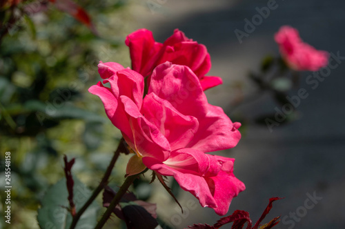 pink rose in the garden