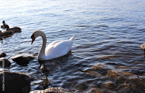 white swan swimming on water 