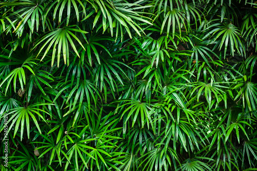 Green palm leaf © voranat