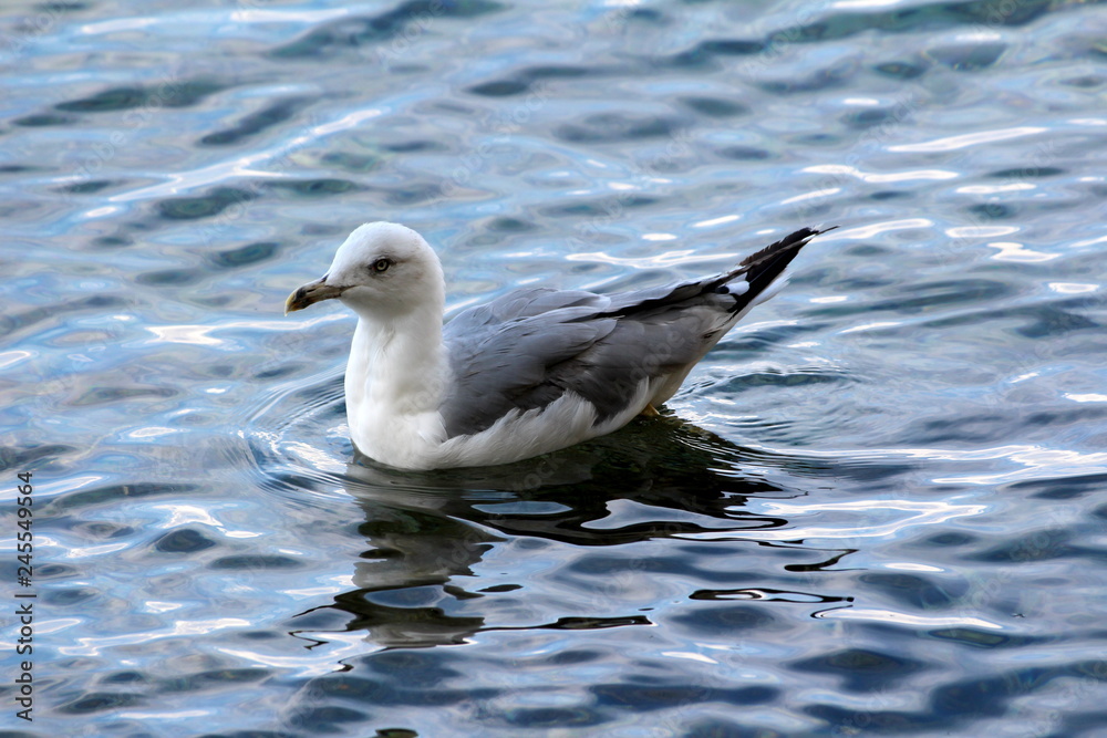 White and grey small seagull peacefully floating on restless sea at sunset on warm sunny day