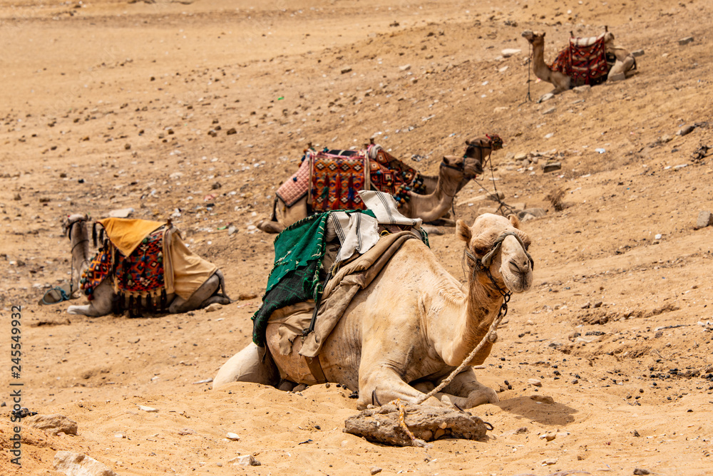 Fototapeta premium camels for Tourists and guides riding on Giza plateau in the rocky desert near cairo egypt