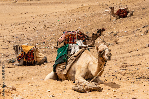 camels for Tourists and guides riding on Giza plateau in the rocky desert near cairo egypt © CL-Medien