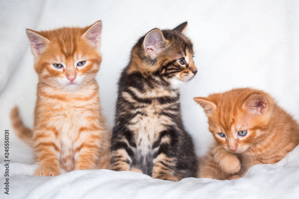 Trio de chatons