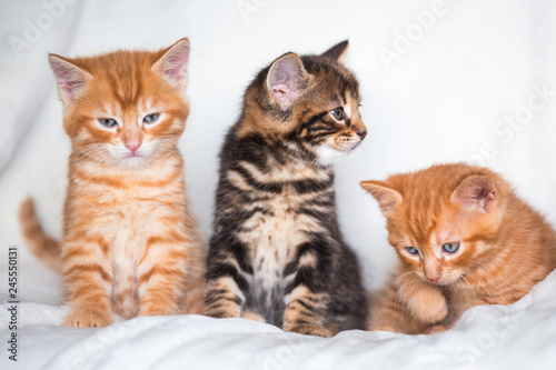 Trio de chatons