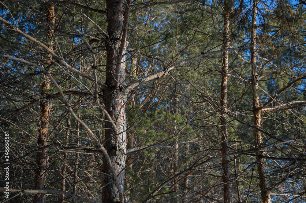 Fototapeta premium Branches of trees in a forest