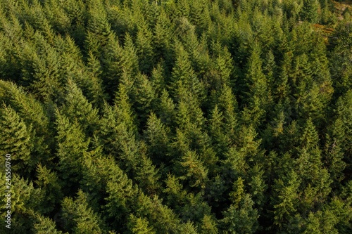 The tops of fir trees are a bird s-eye view. The texture of the forest. Lots of trees.