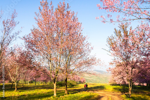 The field of blossoming pink Wild Himalayan cherry flowers (Thailand's sakura or Prunus cerasoides), known as Nang Phaya Sua Khrong in Thai at Phu Lom Lo mountain, Loei, Thailand. photo