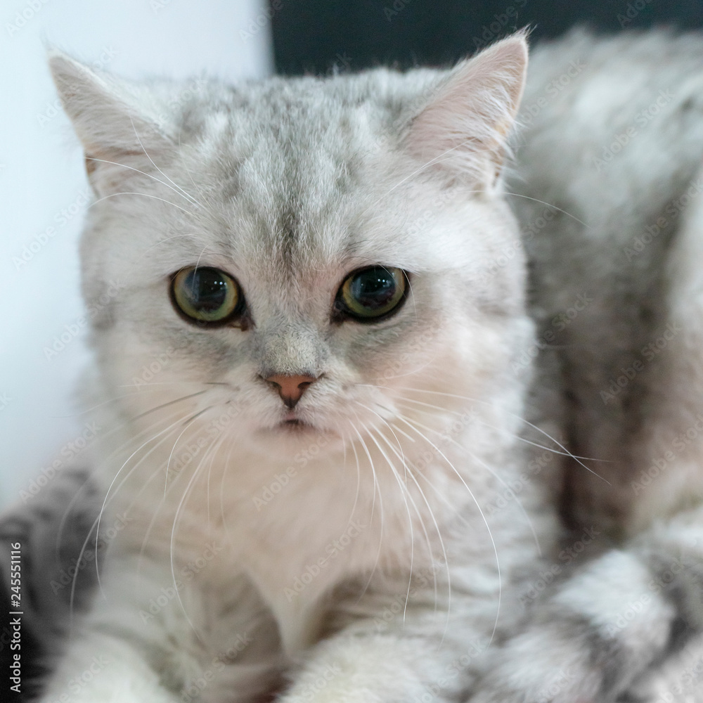 Little fluffy frightened gray kitten. Little fluffy frightened gray kitten.