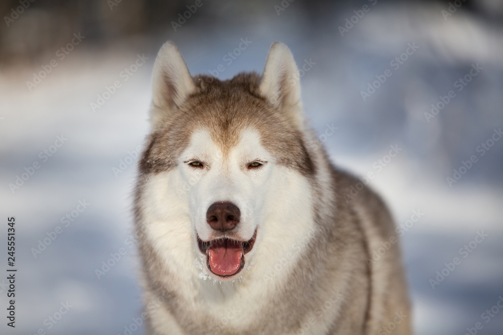 Happy, gorgeous and free Siberian Husky dog sitting on the snow in the fairy forest in winter