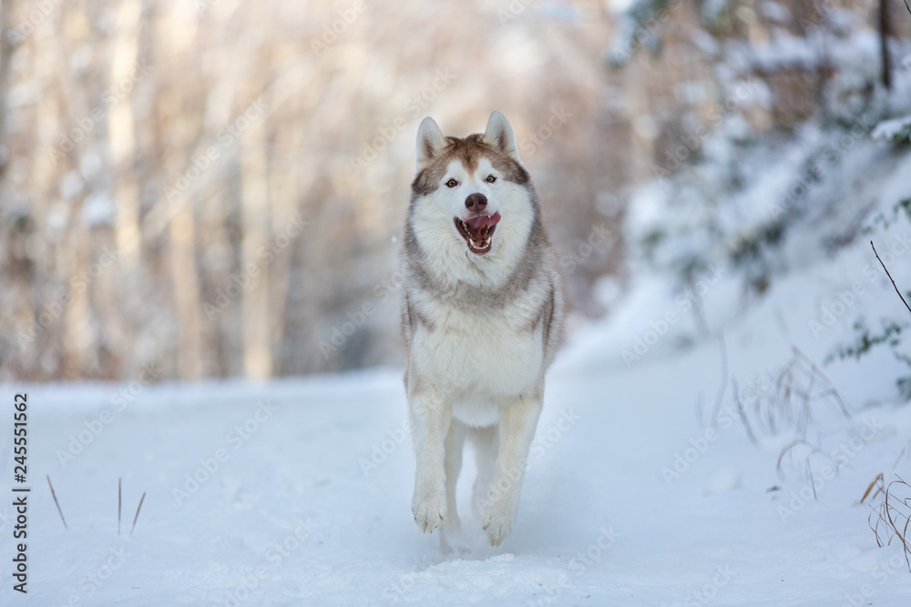 Happy and funny dog breed siberian husky running on the snow in the winter forest Happy and funny dog breed siberian husky running on the snow in the winter forest