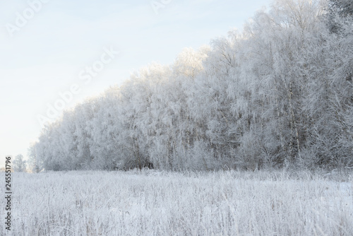 Winter branches covered with snow. Frozen tree branch in winter forest. Winter forest landscape.