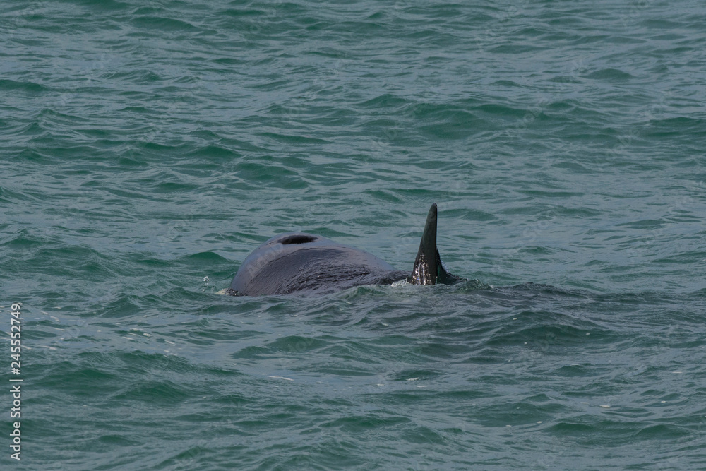 Fototapeta premium Orca attacking sea lions, Patagonia Argentina