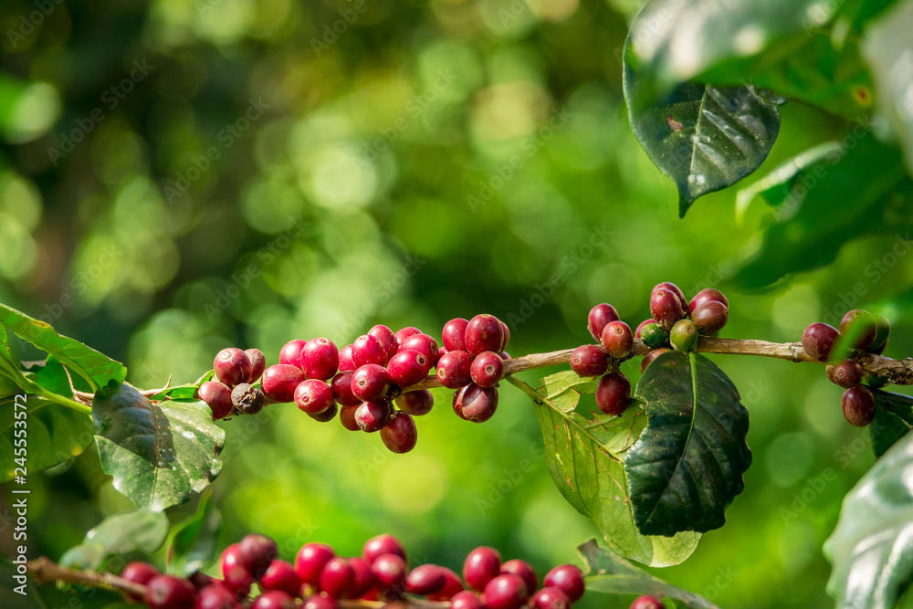 Fresh organic red raw and ripe coffee cherry beans on tree, agriculture plantation in North of Thailand. Fresh organic red raw and ripe coffee cherry beans on tree, agriculture plantation in North of Thailand.