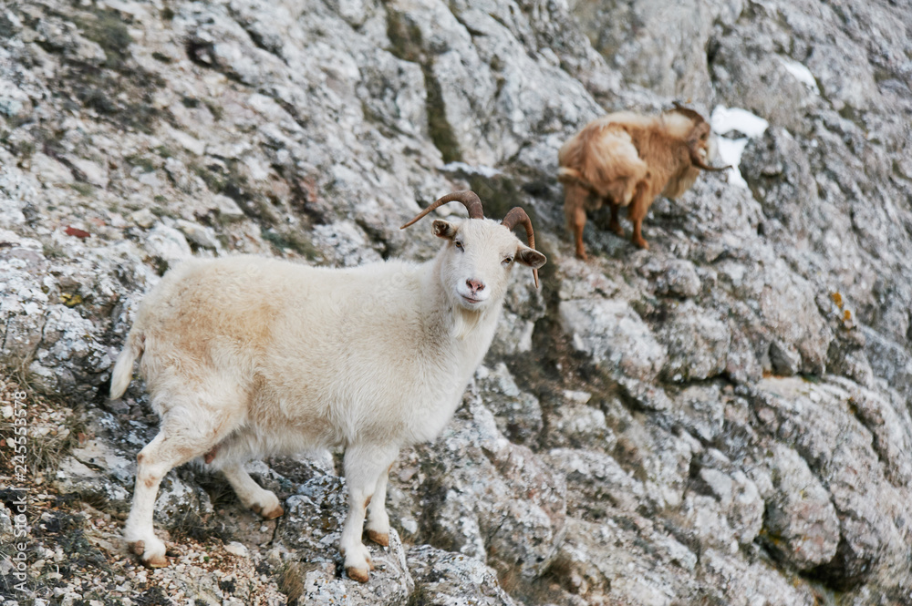 Naklejka premium two wild mountain goats at climbing at grey rock