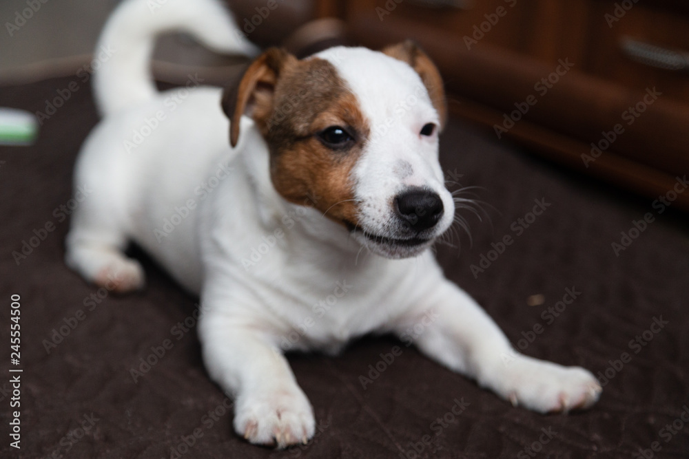 jack russell terrier jack russell terrier