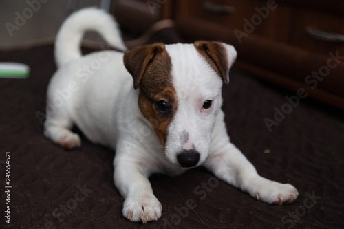 jack russell terrier on a white background