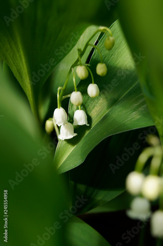 Photo Lily of the valley flower in spring