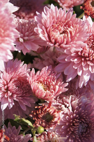Pink flowers chrysanthemum