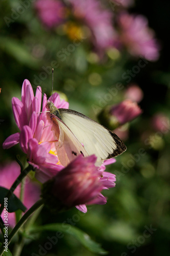 Photo white butterfly on a flower