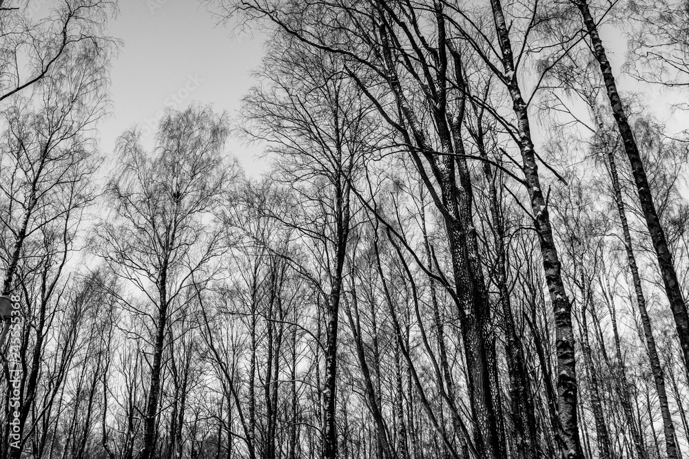 Trees in White and Black Trees in White and Black