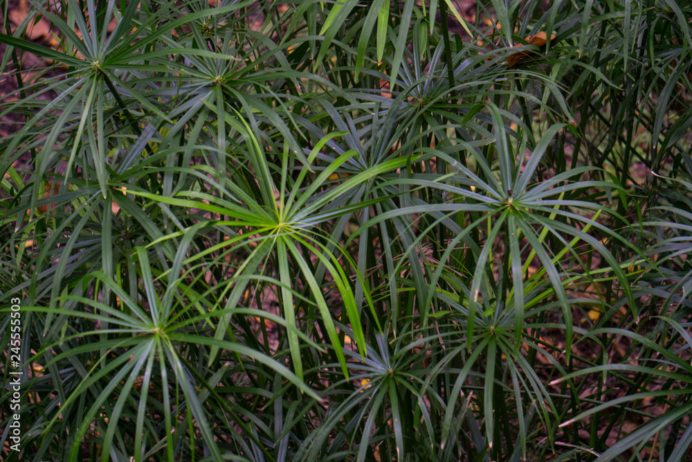 Cyperus alternifolius plant nature water. Cyperus alternifolius plant nature water.