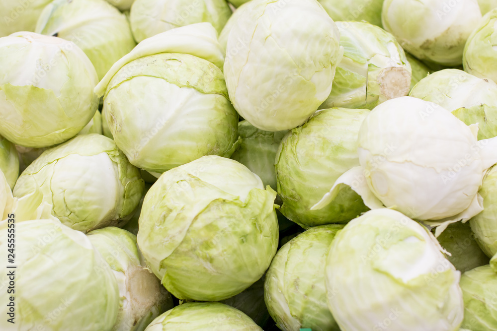 cabbage from field. cabbage background. cabbage harvest. cabbage from field. cabbage background. cabbage harvest.