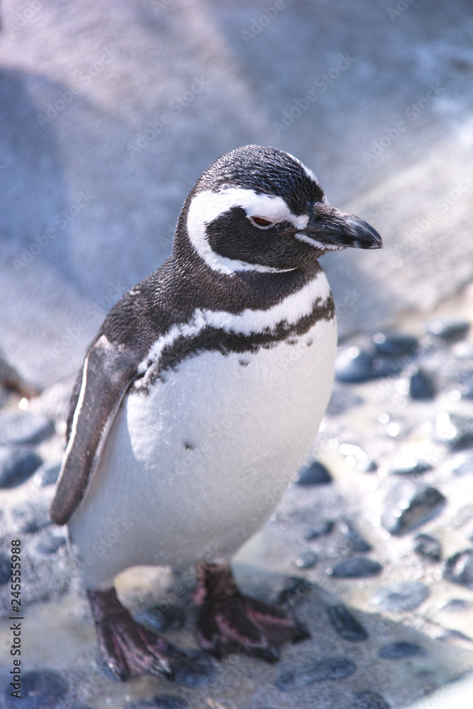 Naklejka premium ペンギン