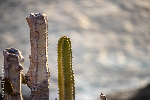 Fototapeta Naklejka Na Ścianę i Meble -  Young and old cactus on unsharp sea background
