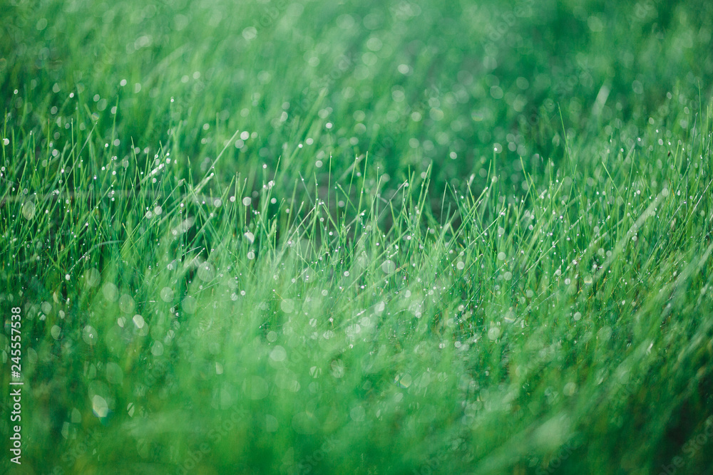 Fototapeta premium Morning dew on the grasы