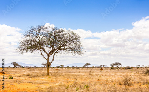 Savannah plains landscape in Kenya