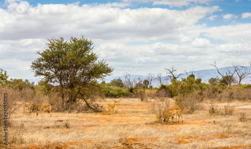 Fototapeta Naklejka Na Ścianę i Meble -  African antelope in Kenya