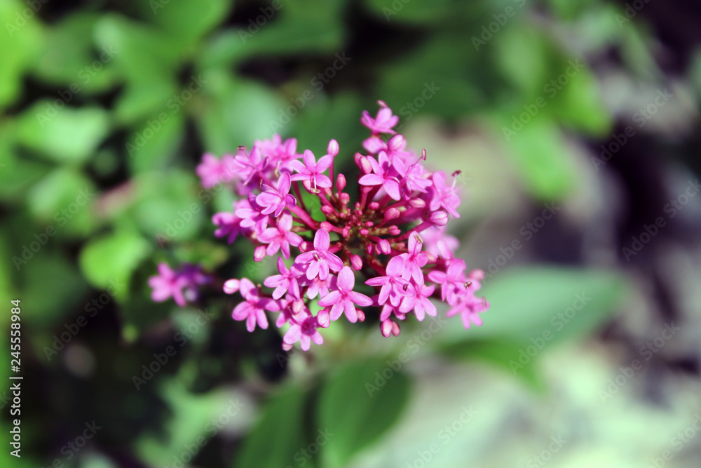 Grappolo di fiori rosa di saponaria officinalis Grappolo di fiori rosa di saponaria officinalis