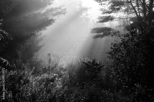 Black and White Image of Early Morning Sunrays Through Trees