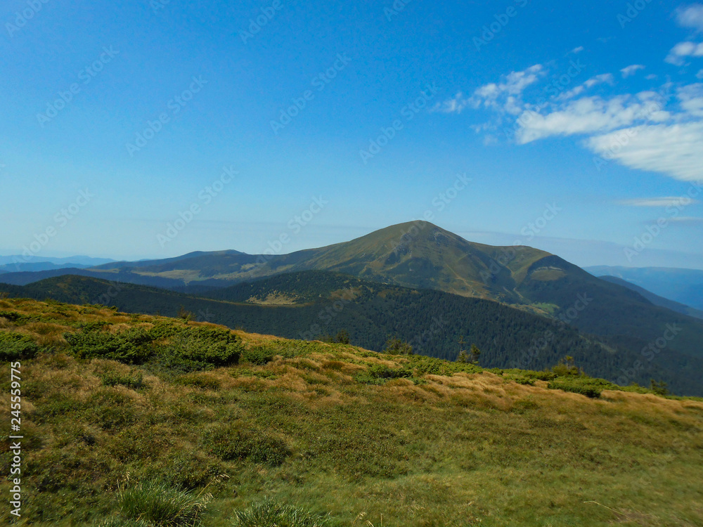 View from the Carpathian path to the top of the Goverla. Location of the Carpathians, Ukraine, Europe. Natural spruce forests in the Carpathians.